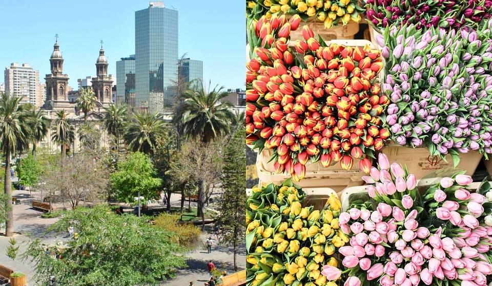 “Mercado Florece en Plaza de Armas” llenará de color y vida al centro de Santiago con una iniciativa  primaveral que revivirá el centro de Santiago