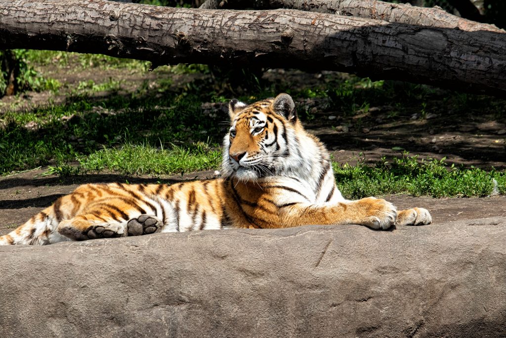 zoológico sp