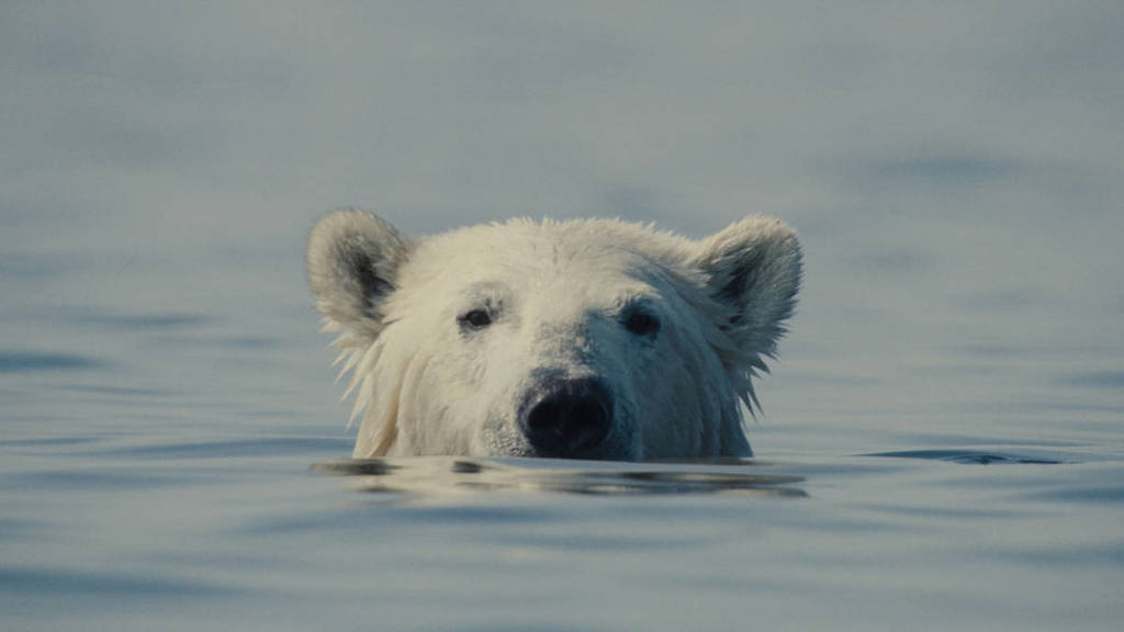O Urso Inconveniente 15ª edição da Mostra Ecofalante de Cinema o que fazer em junho em sp