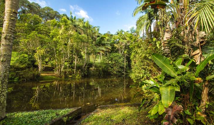 La mayor plantación de café urbana del mundo y cascadas escondidas: 20 oasis naturales en São Paulo para escapar de la «selva de piedra»