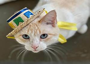 Adote um Gatinho