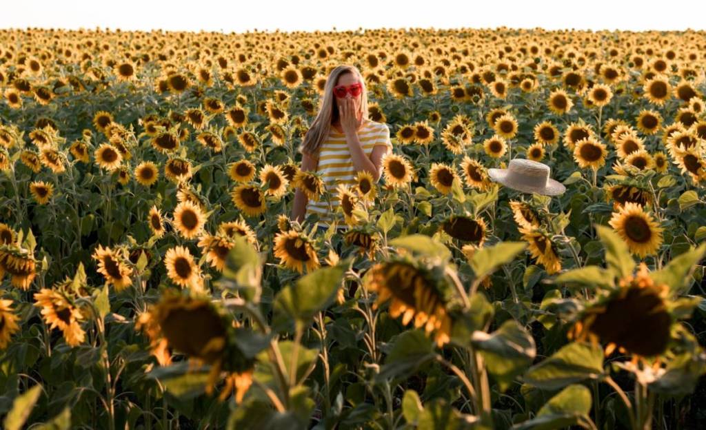 campos de flores em são paulo onde ver flores interior primavera