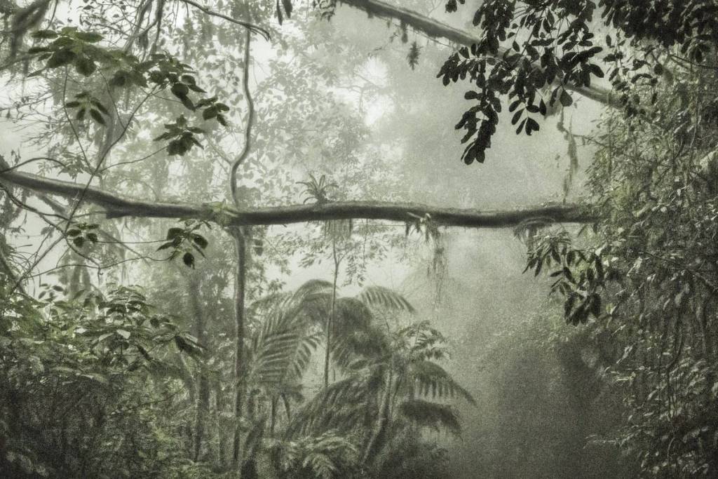 olhares sobre a mata atlântica exposição em cartaz em são paulo