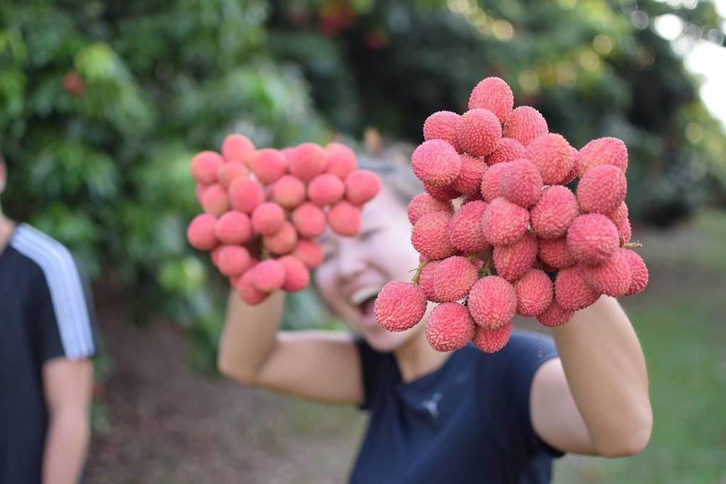 Temporada da Lichia no Parque Maeda