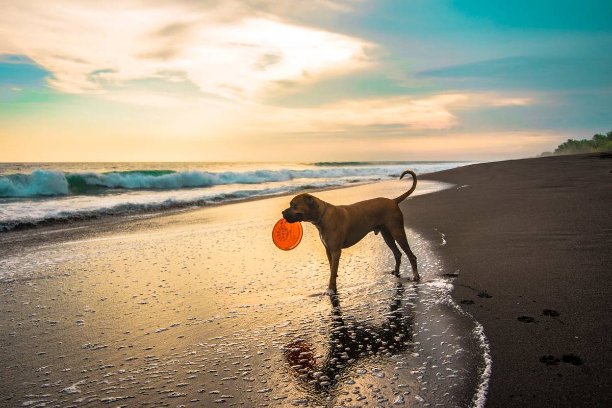 Praias pet-friendly em São Paulo: confira destinos do litoral para conhecer com seu cão
