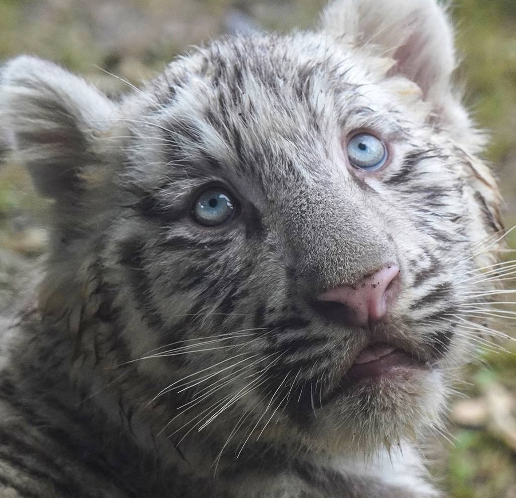 white tiger cubs animalia park são paulo