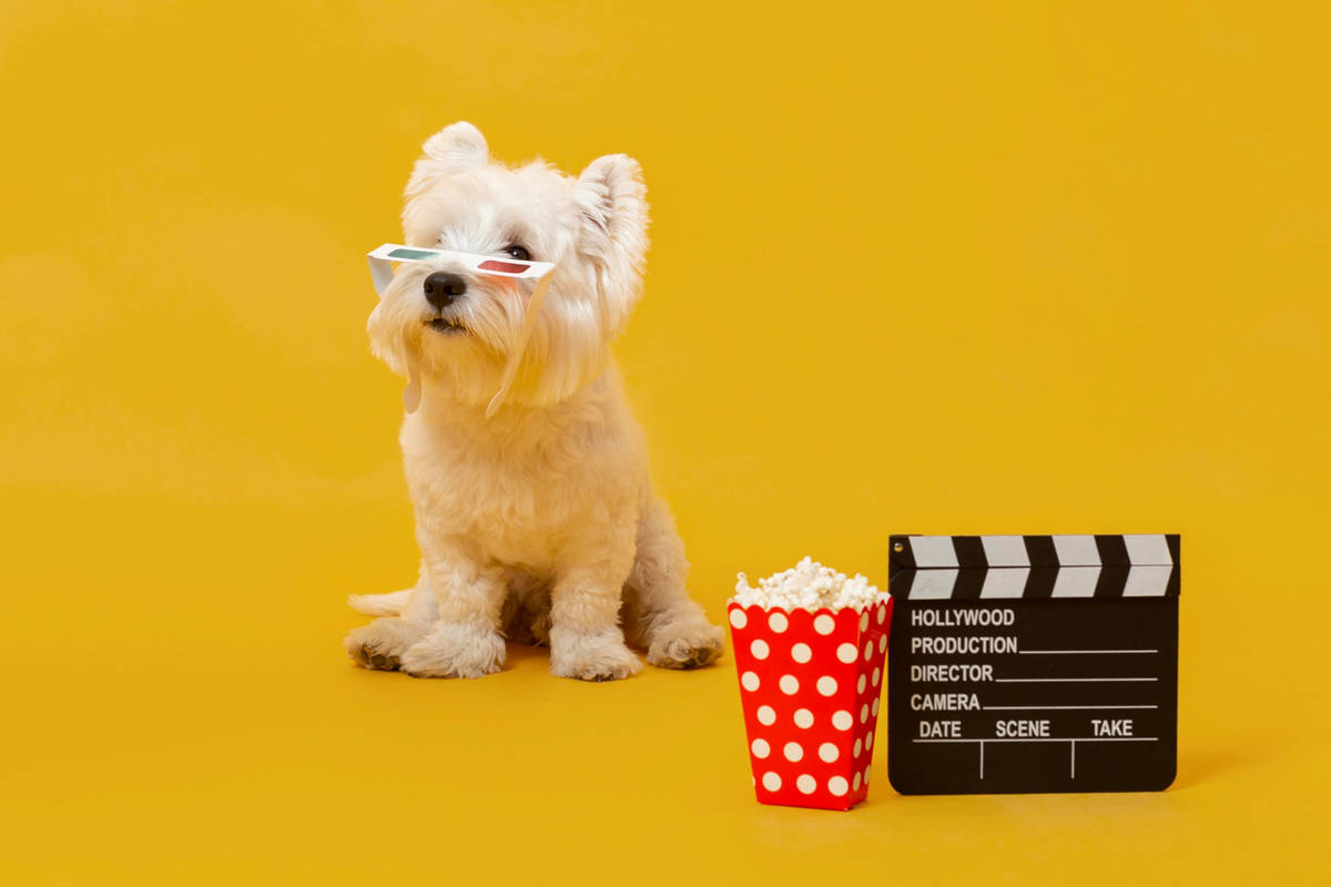 cachorro pode ir no cinema pet friendly sp