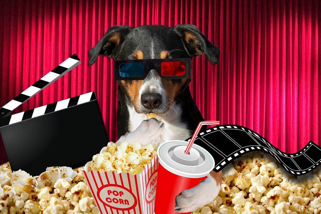 cine petfriendly cinesystem cine pet cachorro sao paulo