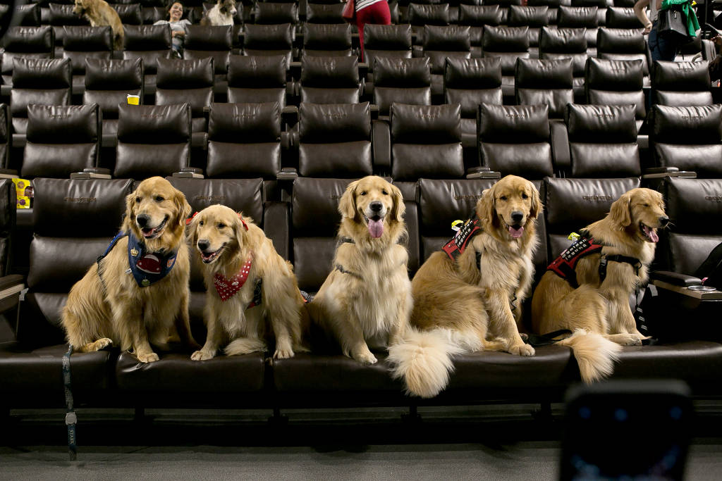 cinema petfriendly cinesystem cine pet cachorro sao paulo