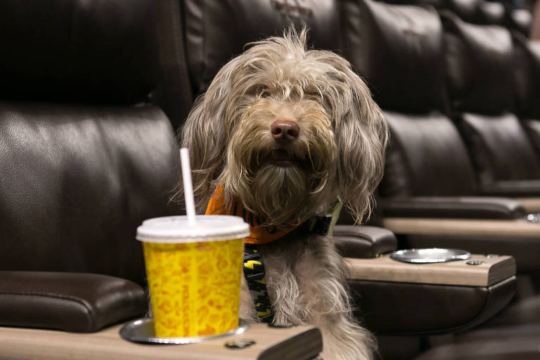cinema petfriendly cinesystem cine pet cachorro sao paulo