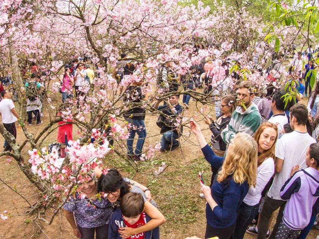 Carmo Park Cherry Blossom Festival