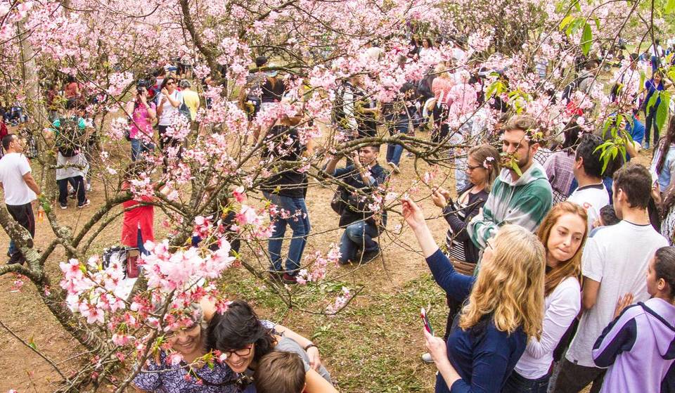 Festival das Cerejeiras volta a SP com 6 dias de sakuras, comida japonesa e entrada gratuita! Saiba quando