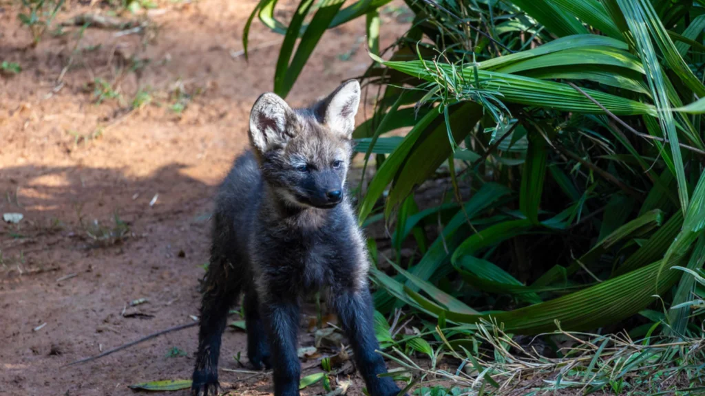 filhotes de lobo guará nascem no zoológico de são paulo