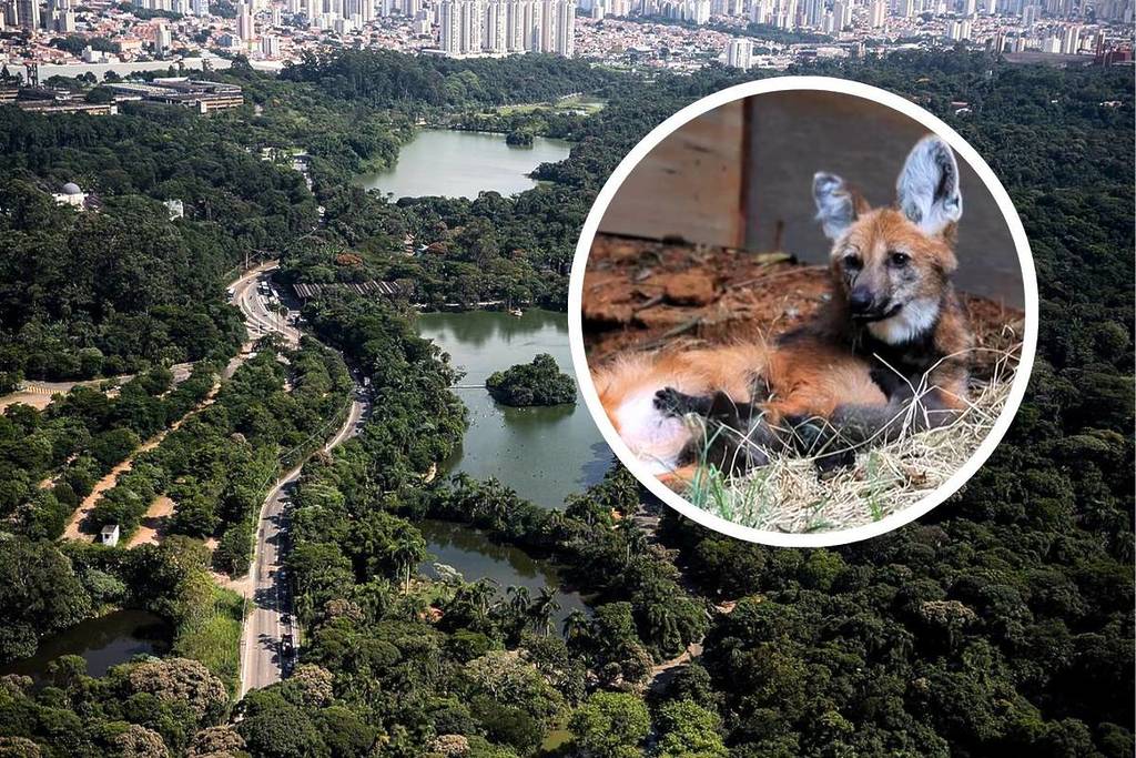 maned wolf pups born at São Paulo Zoo