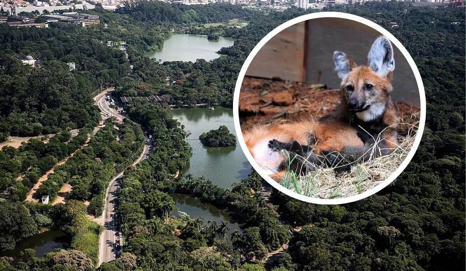 Zoológico de São Paulo anuncia nascimento “milagroso” de lobos-guará — e você já pode conhecer os filhotes!