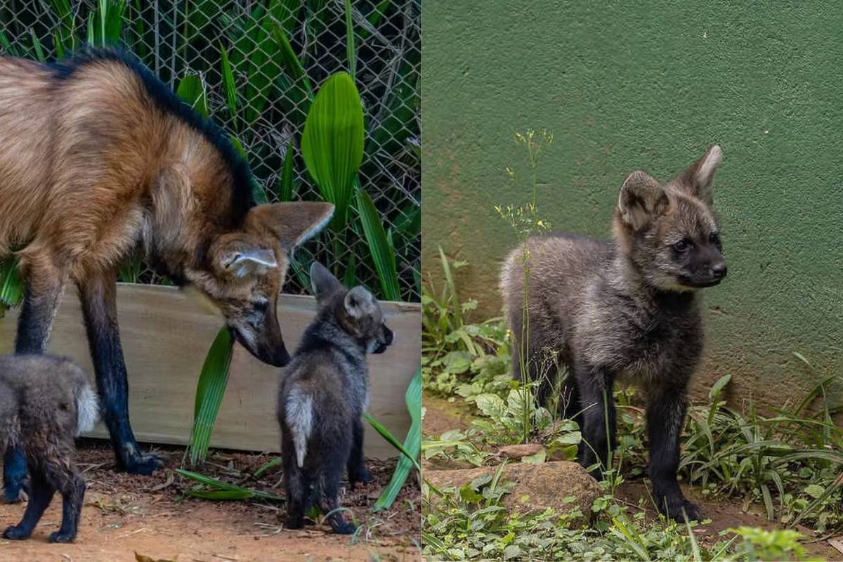 filhotes de lobo guará nascem no zoológico de são paulo