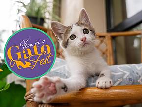 Vídeos virais de gatinhos e atrações gratuitas &#8211; primeira edição do GatoFest chega a São Paulo!