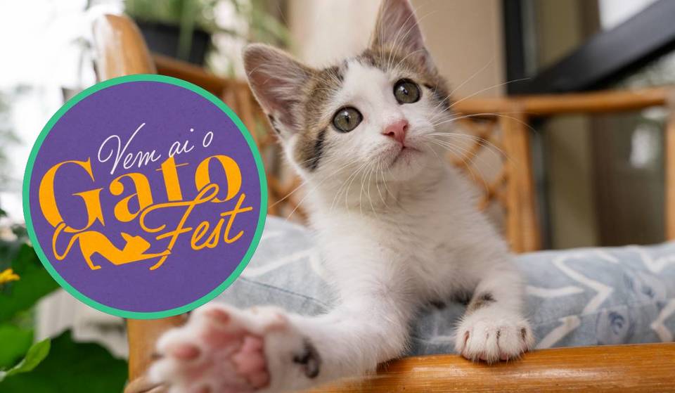 Vídeos virais de gatinhos e atrações gratuitas &#8211; primeira edição do GatoFest chega a São Paulo!