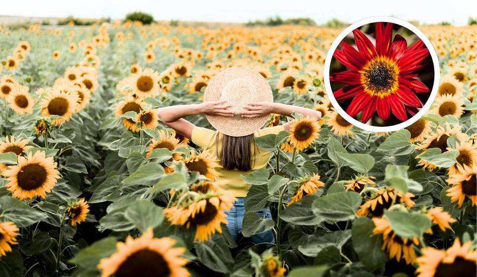 Los campos de girasoles más encantadores de São Paulo están a sólo 2 horas de la capital: ¡descubra la Toscana brasileña!