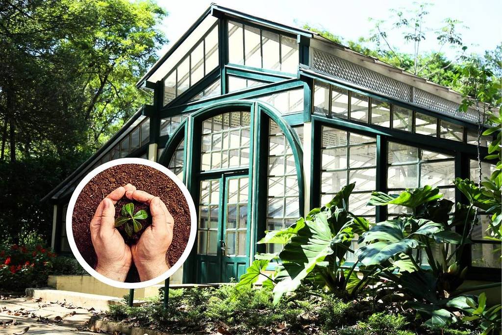 manequinho lopes vivero plantones são paulo parque ibirapuera