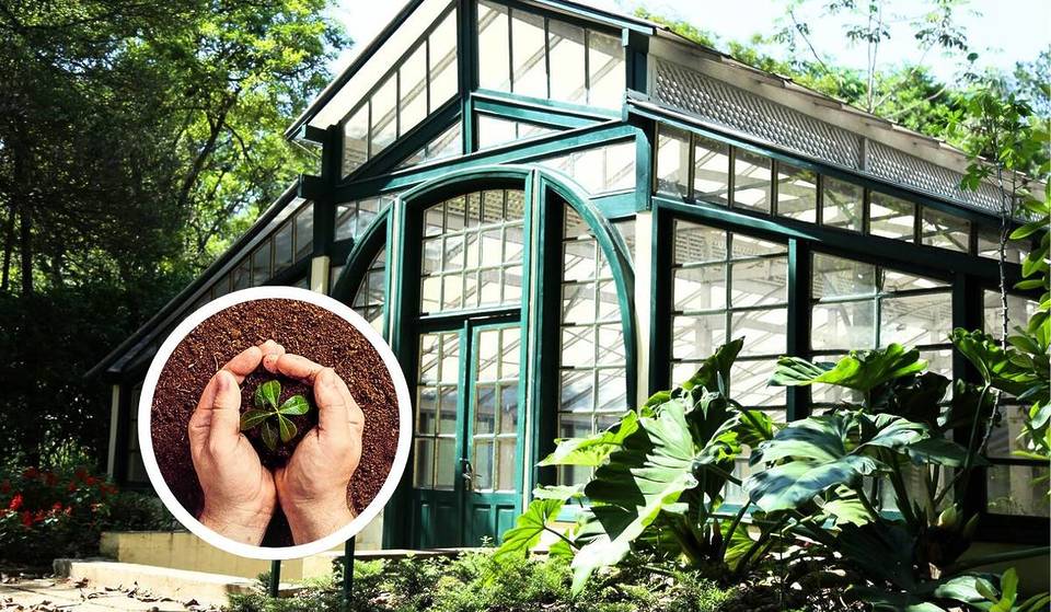 Um viveiro centenário está escondido em pleno Ibirapuera — mas poucos paulistanos conhecem