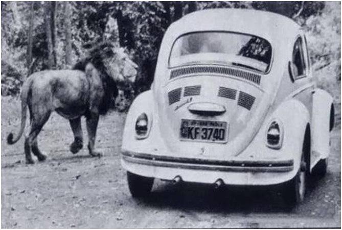 simba safari nos anos 1980