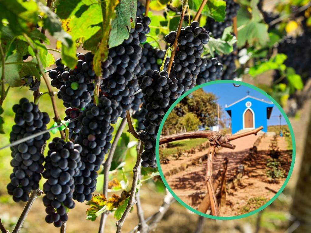 grape route vinhedo