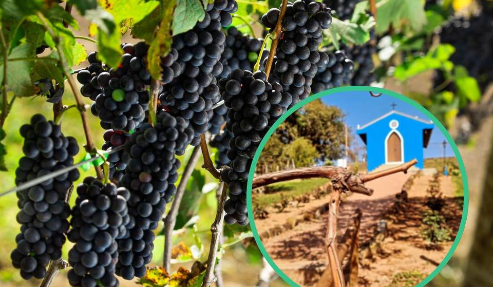 Neither São Roque nor Serra Negra: this wine route 90 minutes from São Paulo hides family traditions, sweets and unique experiences