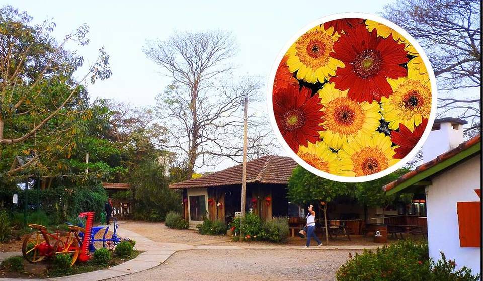 How a small settlement in the countryside became Brazil&#8217;s City of Flowers &#8211; the largest flower-growing center in Latin America is just 2 hours from São Paulo.