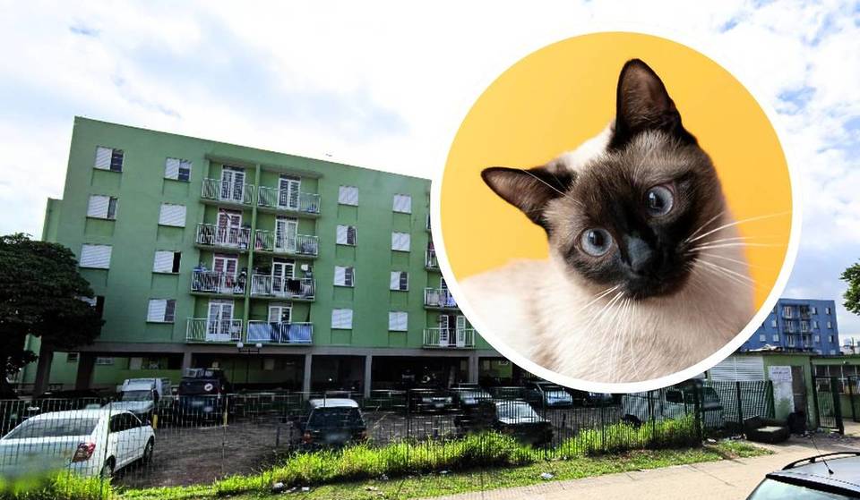 El Parque do Gato fue en su día un campo de exterminio – descubre la macabra historia que se esconde tras su nombre