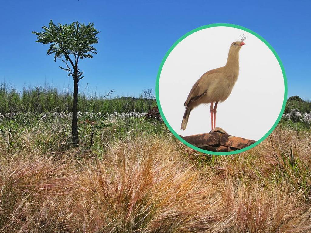 Trilha do Ovo do Pato - Parque Estadual do Juquery