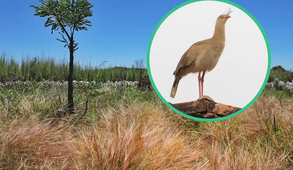 Trilha gratuita no interior de SP tem paisagem de savana africana — e fica só a 1h de viagem