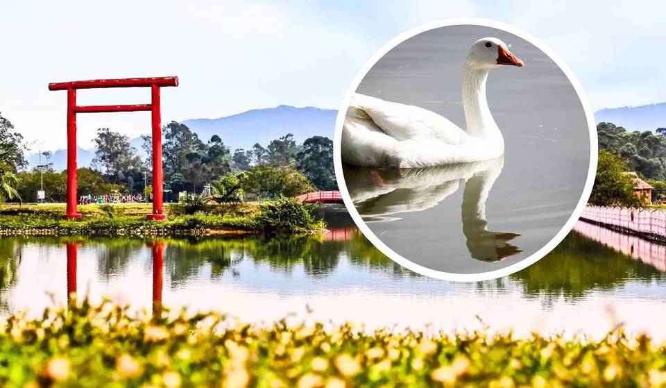 You can visit a Japanese park 1h30 from São Paulo for less than R$6 – it has lakes and gardens typical of Japan