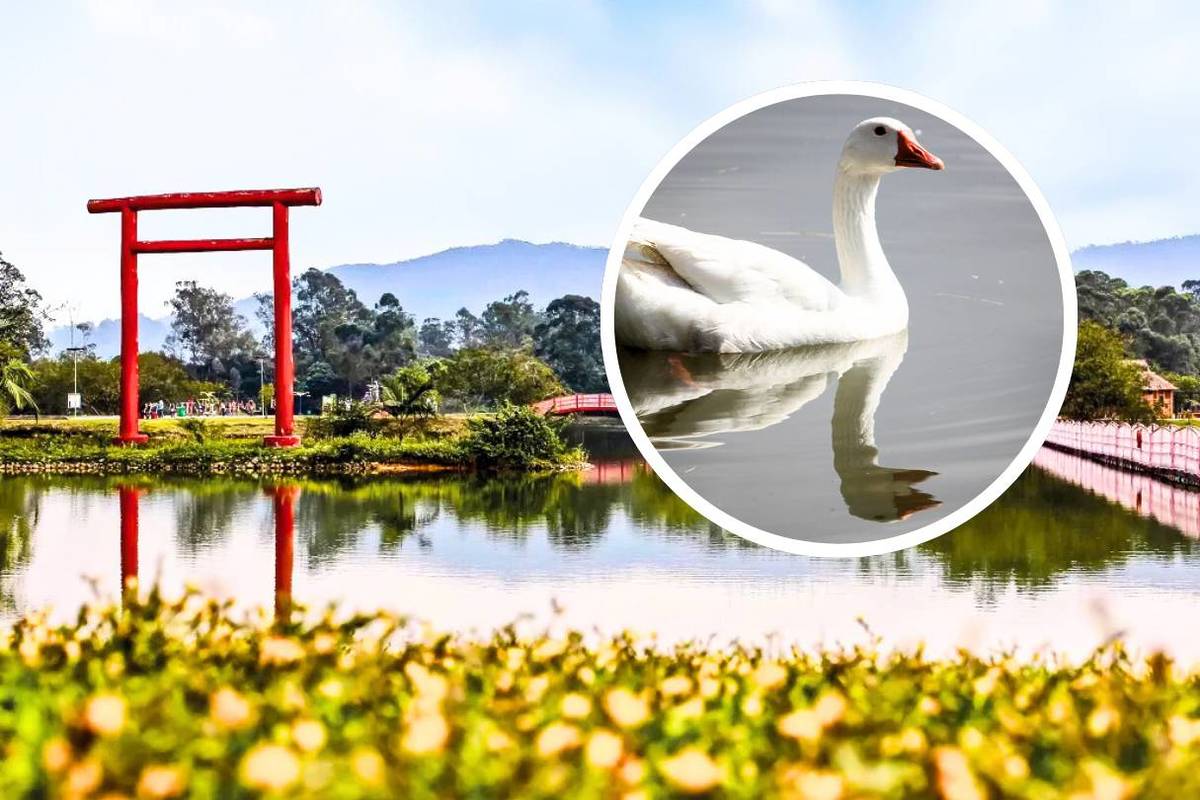 Centennial Park of Japanese Immigration Mogi das Cruzes São Paulo