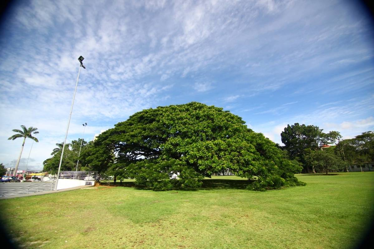 chorona árvore da chuva são josé dos campos interior sp