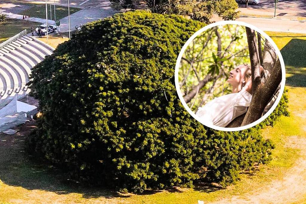 chorona árvore da chuva são josé dos campos interior sp