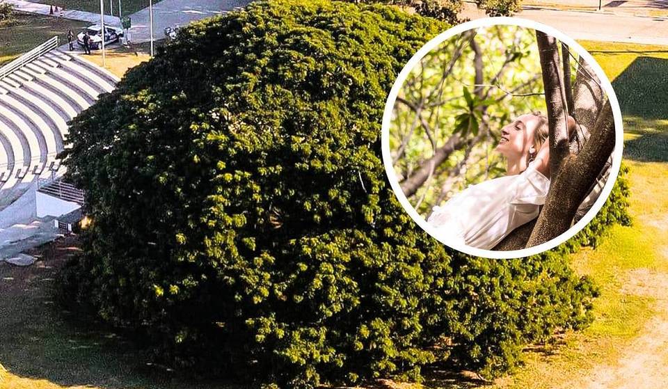 A 1,5 horas de São Paulo se encuentra uno de los mayores árboles del estado &#8211; casi mil metros cuadrados de sombra y un activo medioambiental único