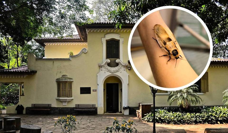 El único museo de insectos de Brasil se encuentra en una mansión histórica de São Paulo: hay una carrera de cucarachas y hasta se puede coger a los bichos en brazos