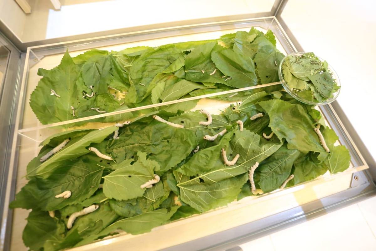 planeta inseto museu de insetos instituto biológico são paulo