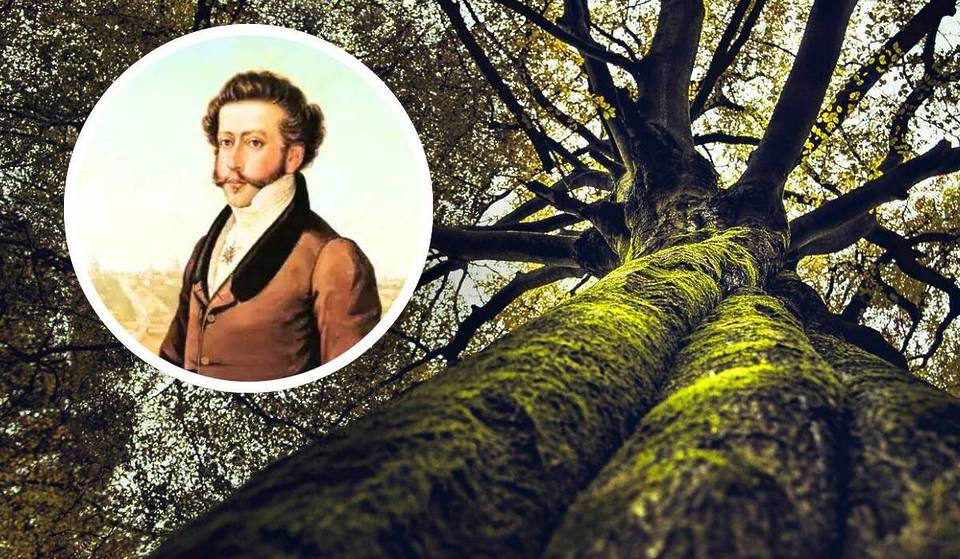 Con más de dos siglos de antigüedad, el árbol más antiguo de São Paulo sigue en pie a pesar del abandono, y podría haber sido la parada de Dom Pedro I en su viaje a Ipiranga.