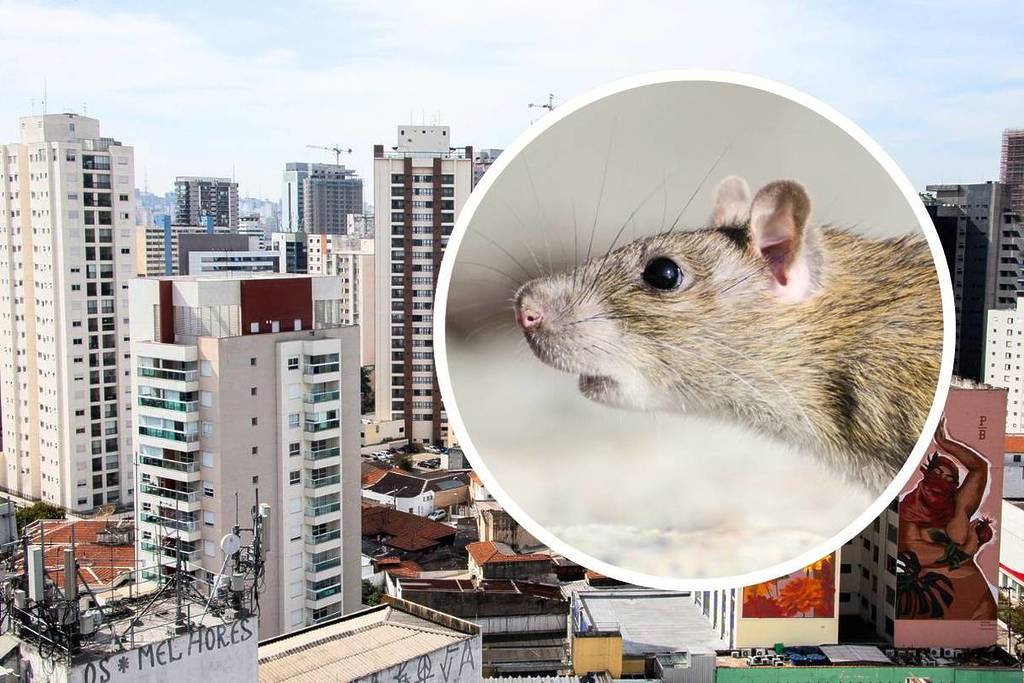 infestación de ratas en são paulo