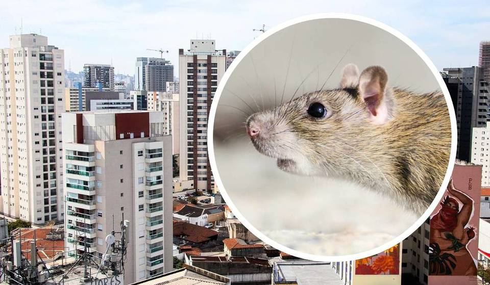 The city of São Paulo has more rats than people – there are already more than 10 rodents per inhabitant and the number is constantly rising