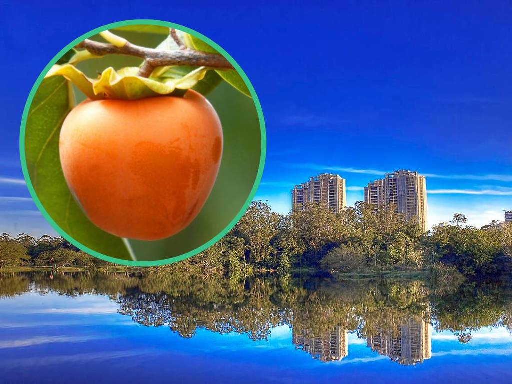 Capital of Persimmon - Mogi das Cruzes - Things to do