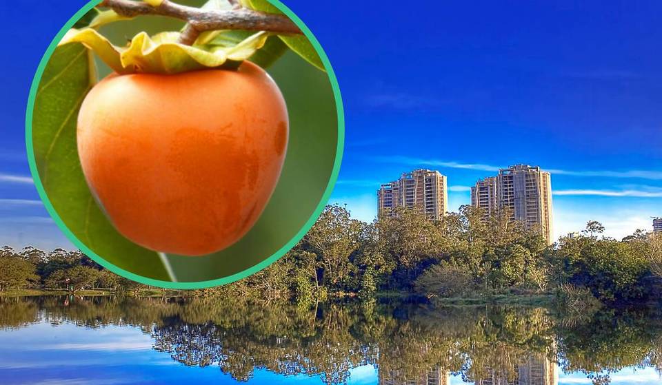 A 1 hora de São Paulo, a Capital do Caqui virou o novo refúgio dos paulistas — tem trilhas, comida típica e aquele ar de cidade do interior