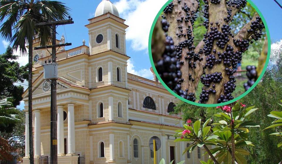 Capital da Jabuticaba: conheça a cidade de SP com 21 mil pés da fruta e um festival incrível