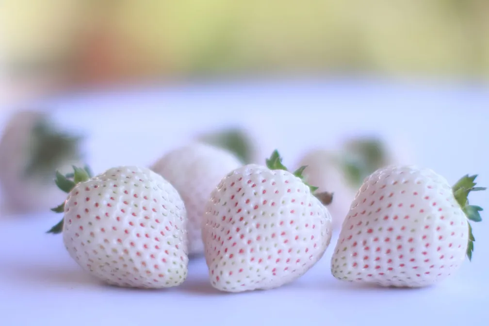 Atibaia Capital do Morango