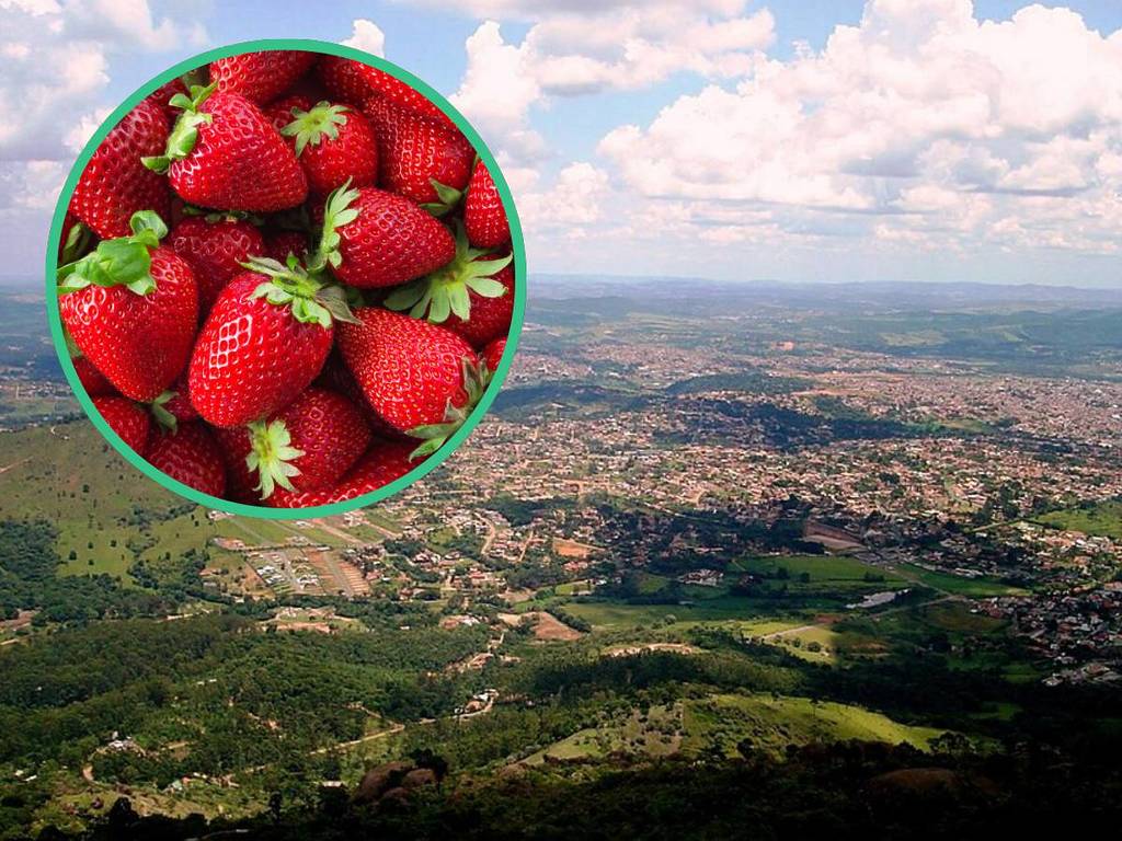 A 1h de SP, &#8220;Capital do Morango&#8221; produz 3 mil toneladas da fruta por ano e celebra com festas que atraem milhares de turistas