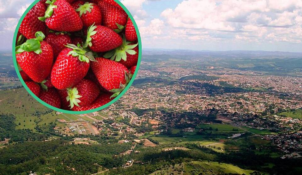 1 hour from São Paulo, the “Strawberry Capital” produces 3,000 tons of the fruit a year and celebrates with festivals that attract thousands of tourists