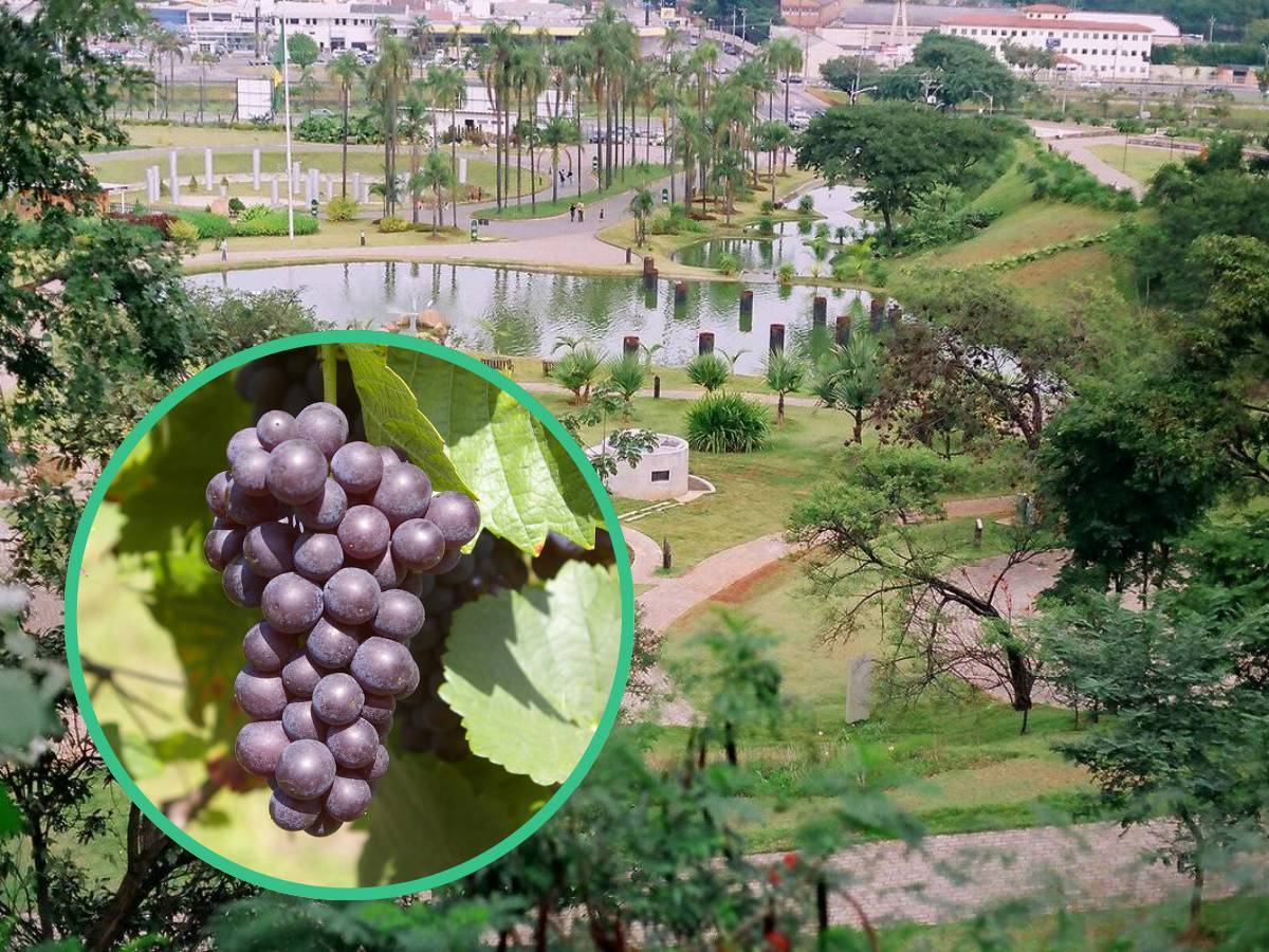 Capitais das frutas em SP