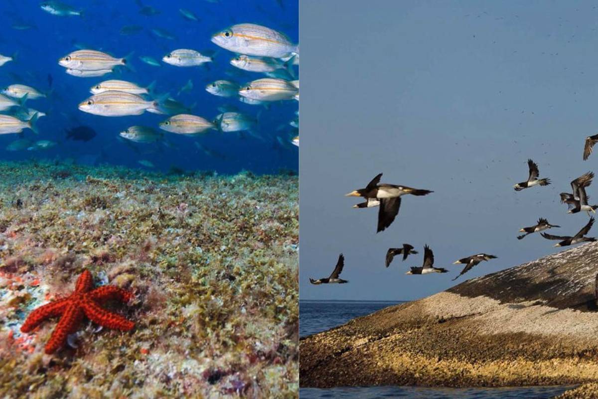 Refúgio de Vida Silvestre do Arquipélago de Alcatrazes são sebastião litoral de são paulo